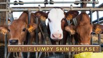 Lumpy Skin Disease: Does It Spread To Humans? Is It Safe To Consume Milk?