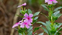 Madagascar Periwinkle And Its Astounding Benefits For Diabetes, High BP, Skin Health And More