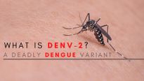 DENV-2, A Deadly Dengue Variant: Symptoms, Risks And Treatment