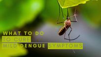 Dengue Menace In India: What To Do To Manage Mild Symptoms At Home