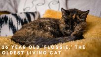 26 Year Old 'Flossie' Sets Guinness World Record For Being The Oldest Living Cat