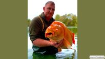 British Man Catches Goldfish World's Largest Goldfish Weighing 30 Kilos; Pics!