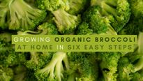 Growing Organic Broccoli At Home In Six Easy Steps