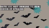 Bats Are Not Immune To The New COVID-19 Strains, Study