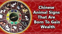 Three Chinese Zodiac Animal Signs That Are Born To Gain Wealth: Are You One Of Them?