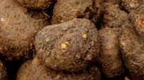 Amazing Health Benefits Of Elephant Foot Yam: Is It Safe For Pregnant Women?