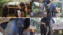 Kerala Temple Ditches Practice Using Captive Animals For Festival, Uses Motorized Elephant By PETA