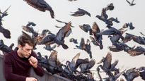 Pigeon Poop Can Lead To Health Hazards In Asthma Patients In Bengaluru; Know Pigeon Poop Related Health Risks