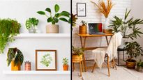 Placement Ideas For Indoor Plants To Elevate Your Home