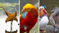 Feng Shui Bird Symbols: How Do They Benefit Us?