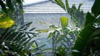 Monsoon 2023: 9 Simple Tips And Tricks To Take Care of Your Plants