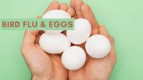 Bird Flu And Eggs: What You Need To Know For Safe Consumption