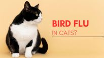 Bird Flu Outbreak: Cats In Poland Test Positive In High Numbers; How To Protect Your Pets?