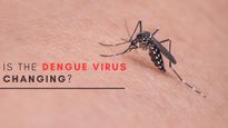 From Genetics To Climate: Is The Dengue Virus Changing?