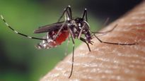 Myths vs Facts: Can A Single Mosquito Bite Really Give You Dengue?