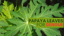 Boost Your Immunity Naturally: Papaya Leaves For Dengue Recovery; 3 Ways To Consume It
