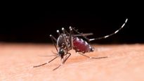 Dengue Defense: Prevention And Management Of Dengue Fever