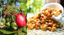 Origin Of Cashews: A Brief History, How Did This Popular Nut Arrive In India? 