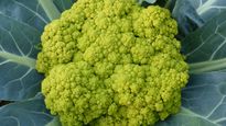 Benefits Of Cauliflower: Natural Hybrid Green Cauliflower Is A Mix Of Broccoli And Excellent Vit C Source