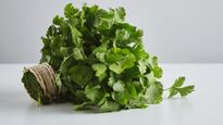 How To Keep Coriander Leaves Fresh? Tips For Every Season In Indian Homes