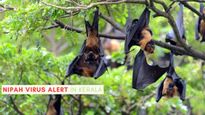 Nipah Virus Alert In Kerala, Two Deaths Reported: Tips To Stay Safe From Nipah Disease