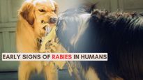 World Rabies Day 2023: Early Signs And Symptoms Of Rabies In Humans