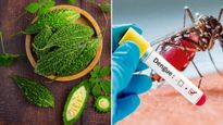 Benefits Of Bitter Gourd For Dengue: Can Karela Help In Dengue Recovery?
