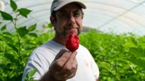 Man Creates World’s Hottest Chilli Pepper, Pepper X: How Does It Feel To Eat It?