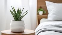  Green Sanctuary: 10 Indoor Plants To Bring Tranquility To Your Bedroom