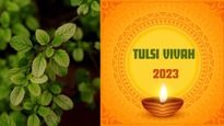 Tulsi Vivah 2023 Is On 23 Or 24 November? Know The Correct Date, Time, History, And Significance