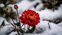 10 Winter-Resilient Flowering Plants for Your Garden That Will Turn Your Outdoor Space Into Vibrant Heaven