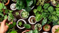 10 Best Houseplants To Keep Your Home Cool, Fresh And Beat The Heat