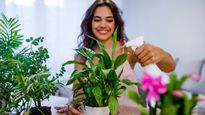 How To Take Care Of Your Plants In Summer, 6 Tips And Tricks To Keep Them Green And Happy 