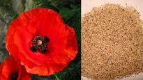 Five Benefits Of Consuming Poppy Seeds (Khus Khus) In Summer, Know Why It Is A Tiny Powerhouse Of Nutrition