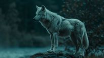44,000-YO Siberian Wolf Discovery Raises Concerns About Ancient Viruses, Will This Change Fate Of Future Meds?