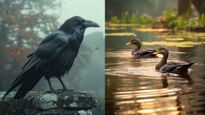 City Ducks And Crows Are Carriers Of Deadly Antibiotic-Resistant Bacteria, Reveals Study