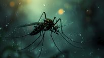 World Mosquito Day 2024: 10 Common Myths About Mosquitoes Debunked So That You Can Set The Records Straight