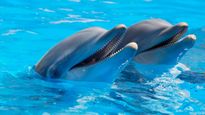A Fascinating Emotional Connection : What If Dolphins Smile At Each Other for the Same Reason We Do? 