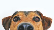 Can Your Dog Sense Something You Can’t? The Surprising Science Behind Their Reactions