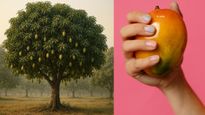 Royal Roots Of India’s Favourite Mango : The Captivating Tale of A 250-Year-Old Dasheri Mother Tree