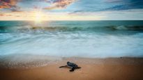 World Turtle Day 2025 : Beyond The Shell—The Unseen Lives Of Sea Turtles