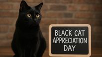 National Black Cat Appreciation Day 2025: Are Black Cats Truly Unlucky Or Just Misunderstood?