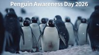 Penguin Awareness Day 2026: Incredible Facts And Conservation Tips About Penguins And Their Fragile Habitats