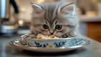 The 8 Best Cat Foods for Allergic Cats and the Ingredient Checklist That Actually Matters