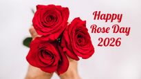 Rose Day 2026: Why We Celebrate It And How Different Roses Reveal Your Emotions