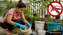 National Dengue Day 2026: Simple Summer Habits That Help Prevent Mosquito Breeding 