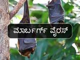 Marburg Virus: ಅಪಾಯಕಾರಿ ಮಾರ್ಬರ್ಗ್ ವೈರಸ್ ಪತ್ತೆ: ಲಕ್ಷಣಗಳೇನು, ಹೇಗೆ ಹರಡುವುದು, ಚಿಕಿತ್ಸೆಯೇನು?