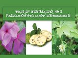 ಕ್ಯಾನ್ಸರ್ ತಡೆಗಟ್ಟುವಲ್ಲಿ ಈ 3 ಗಿಡಮೂಲಿಕೆಗಳು ಬಹಳ ಪರಿಣಾಮಕಾರಿ!