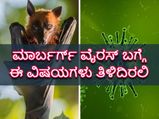 ಮಾರ್ಬರ್ಗ್‌ ವೈರಸ್‌ ಪತ್ತೆ: ಈ ಮಾರಾಣಾಂತಿಕ ವೈರಸ್ ಲಕ್ಷಣಗಳೇನು?