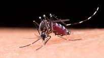 ರಾಜ್ಯದಲ್ಲಿ ಹೆಚ್ಚುತ್ತಿದೆ ಡೆಂಗ್ಯೂ: ಡೆಂಗ್ಯೂ ವೈರಸ್ ತಗುಲಿದಾಗ ದೇಹಕ್ಕೆ ಏನಾಗುತ್ತದೆ?